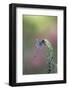 Dragonfly-Gary Carter-Framed Photographic Print