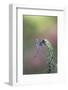 Dragonfly-Gary Carter-Framed Photographic Print