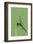 Dragonfly-Gary Carter-Framed Photographic Print