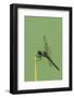 Dragonfly-Gary Carter-Framed Photographic Print