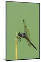 Dragonfly-Gary Carter-Mounted Photographic Print
