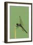 Dragonfly-Gary Carter-Framed Photographic Print