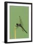 Dragonfly-Gary Carter-Framed Photographic Print