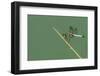 Dragonfly-Gary Carter-Framed Photographic Print