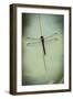 Dragonfly-Gary Carter-Framed Photographic Print