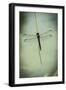 Dragonfly-Gary Carter-Framed Photographic Print