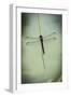 Dragonfly-Gary Carter-Framed Photographic Print