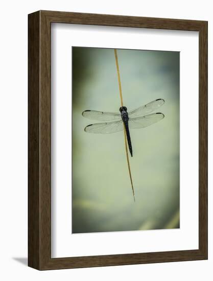 Dragonfly-Gary Carter-Framed Photographic Print