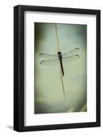 Dragonfly-Gary Carter-Framed Photographic Print