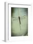 Dragonfly-Gary Carter-Framed Photographic Print