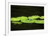 Dragonfly-Gary Carter-Framed Photographic Print