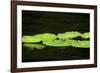 Dragonfly-Gary Carter-Framed Photographic Print