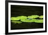 Dragonfly-Gary Carter-Framed Photographic Print