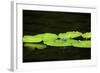 Dragonfly-Gary Carter-Framed Photographic Print