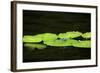 Dragonfly-Gary Carter-Framed Photographic Print
