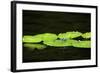 Dragonfly-Gary Carter-Framed Photographic Print