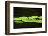 Dragonfly-Gary Carter-Framed Photographic Print