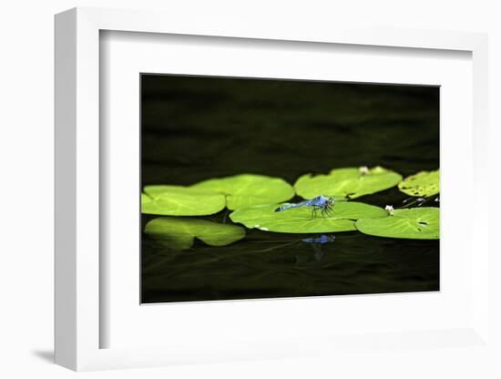 Dragonfly-Gary Carter-Framed Photographic Print