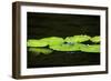 Dragonfly-Gary Carter-Framed Photographic Print