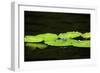 Dragonfly-Gary Carter-Framed Photographic Print