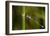 Dragonfly-Gordon Semmens-Framed Photographic Print