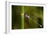 Dragonfly-Gordon Semmens-Framed Photographic Print