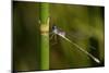 Dragonfly-Gordon Semmens-Mounted Photographic Print