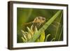 Dragonfly-Gordon Semmens-Framed Photographic Print