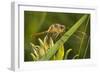 Dragonfly-Gordon Semmens-Framed Photographic Print