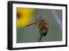 Dragonfly-Gordon Semmens-Framed Photographic Print