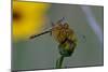 Dragonfly-Gordon Semmens-Mounted Photographic Print