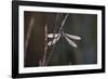 Dragonfly-Gordon Semmens-Framed Photographic Print