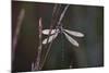 Dragonfly-Gordon Semmens-Mounted Photographic Print