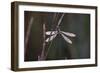 Dragonfly-Gordon Semmens-Framed Photographic Print