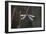 Dragonfly-Gordon Semmens-Framed Photographic Print