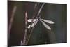 Dragonfly-Gordon Semmens-Mounted Photographic Print