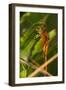 Dragonfly-Gordon Semmens-Framed Photographic Print