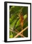 Dragonfly-Gordon Semmens-Framed Photographic Print