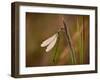 Dragonfly-Gordon Semmens-Framed Photographic Print