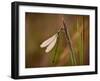 Dragonfly-Gordon Semmens-Framed Photographic Print