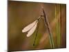 Dragonfly-Gordon Semmens-Mounted Photographic Print