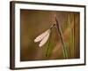 Dragonfly-Gordon Semmens-Framed Photographic Print