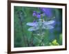 Dragonfly-Lynn M^ Stone-Framed Photographic Print