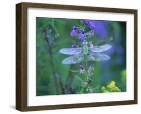 Dragonfly-Lynn M^ Stone-Framed Photographic Print