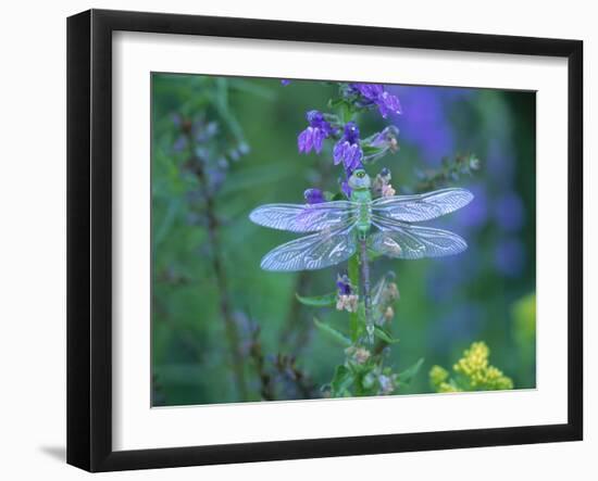 Dragonfly-Lynn M^ Stone-Framed Photographic Print