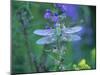 Dragonfly-Lynn M^ Stone-Mounted Photographic Print