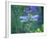 Dragonfly-Lynn M^ Stone-Framed Photographic Print