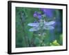 Dragonfly-Lynn M^ Stone-Framed Photographic Print