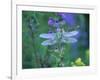 Dragonfly-Lynn M^ Stone-Framed Photographic Print