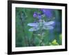 Dragonfly-Lynn M^ Stone-Framed Photographic Print